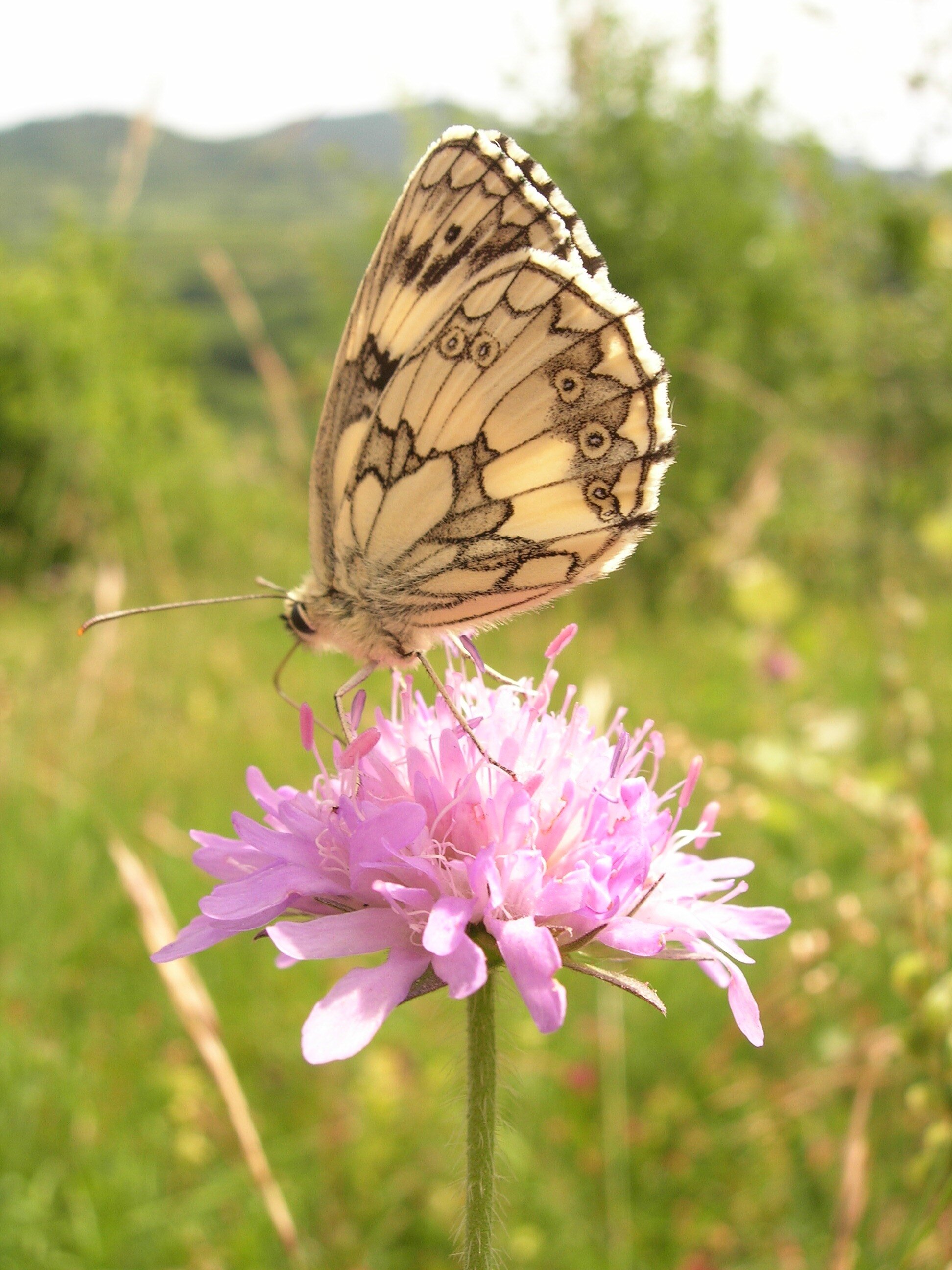 schmetterling | © ngk/papenfuß